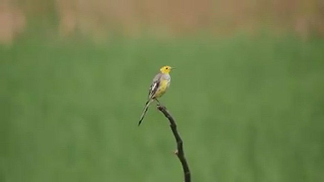 Citrine Wagtail - ML543235401
