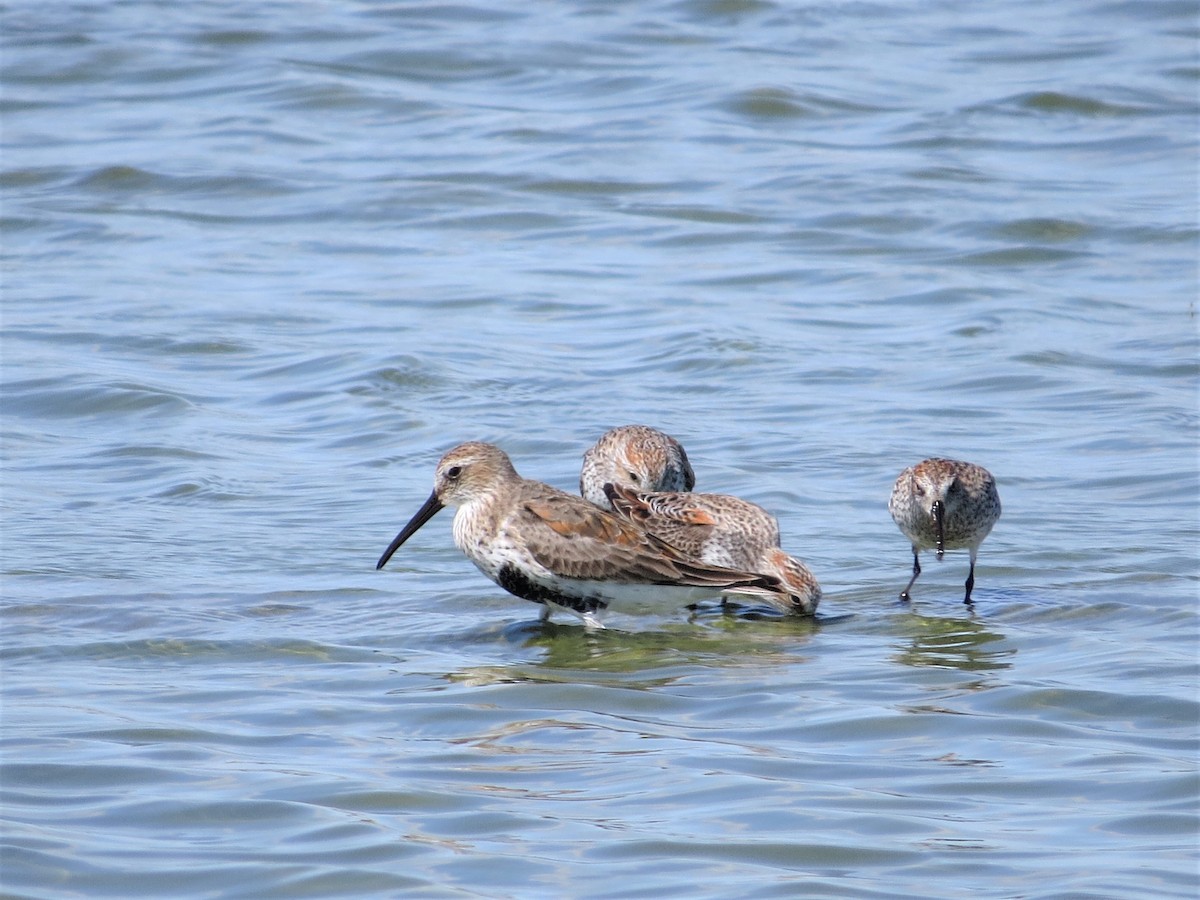 Dunlin - Rick Saxton