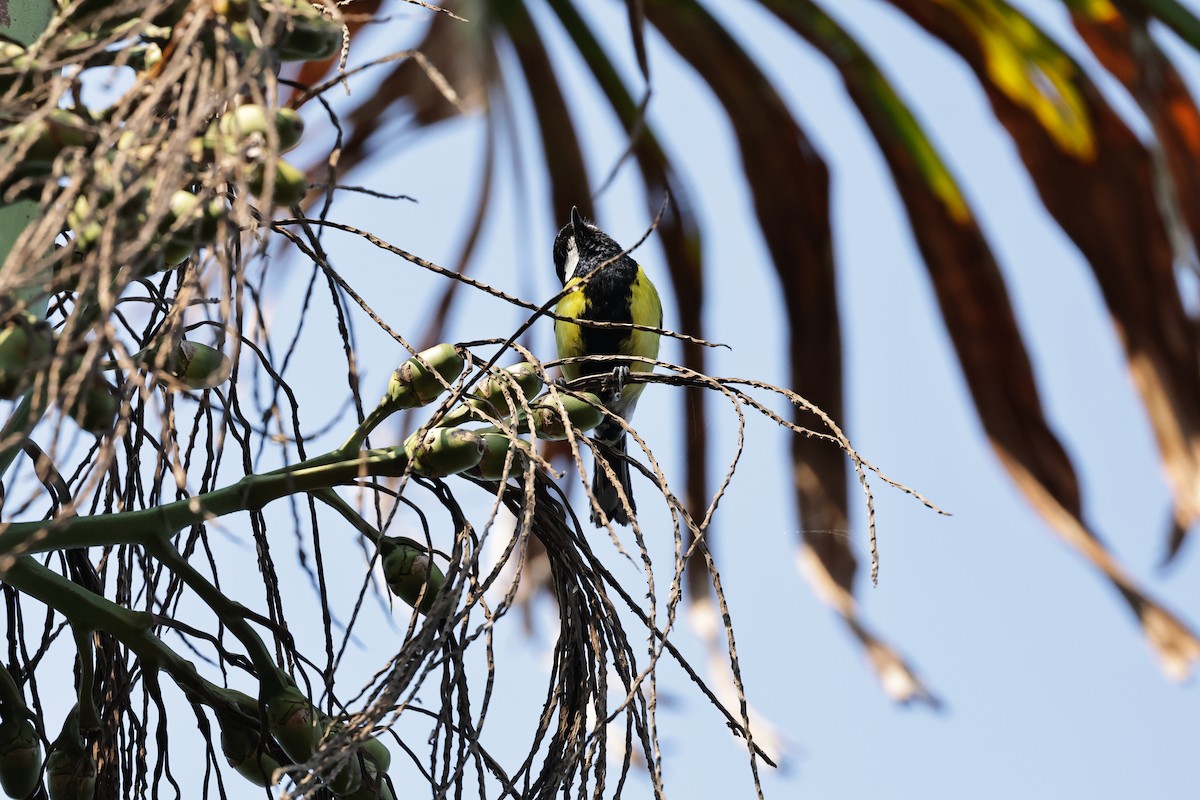 Green-backed Tit - ML543236561