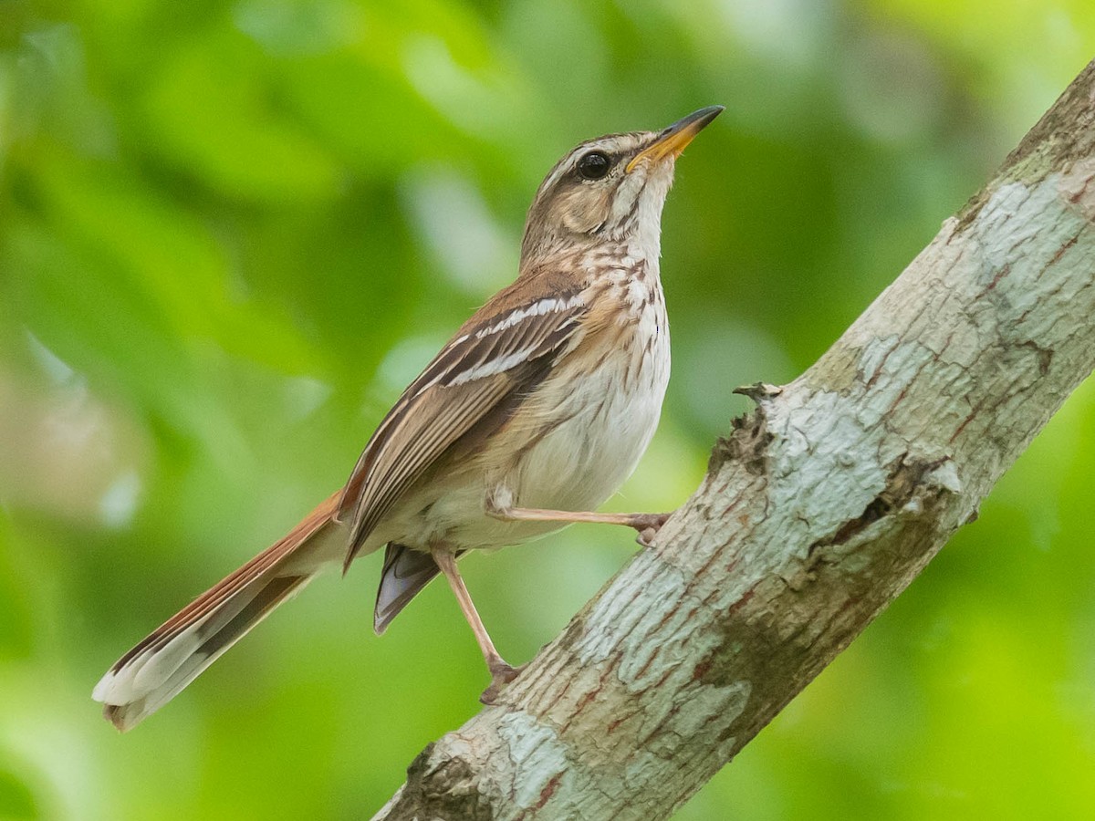 Red-backed Scrub-Robin - Jean-Louis  Carlo