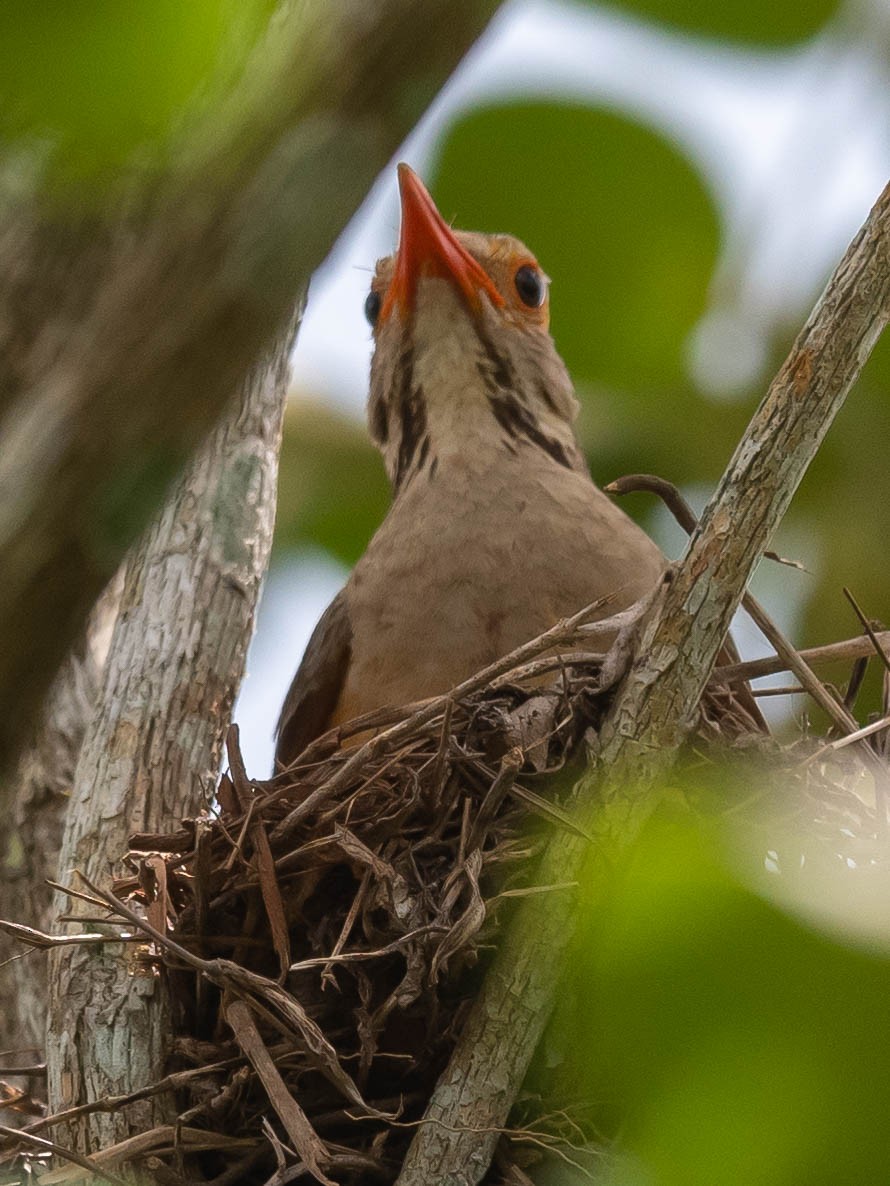 African Bare-eyed Thrush - Jean-Louis  Carlo