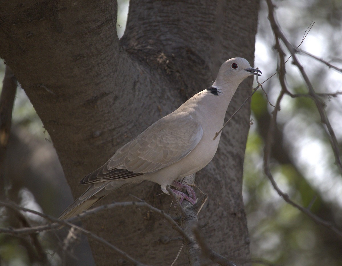Eurasian Collared-Dove - ML543238281