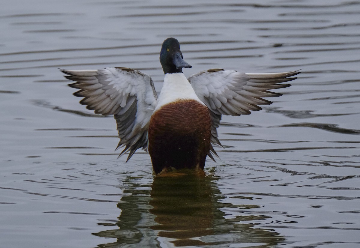 מרית צפונית - ML543238411