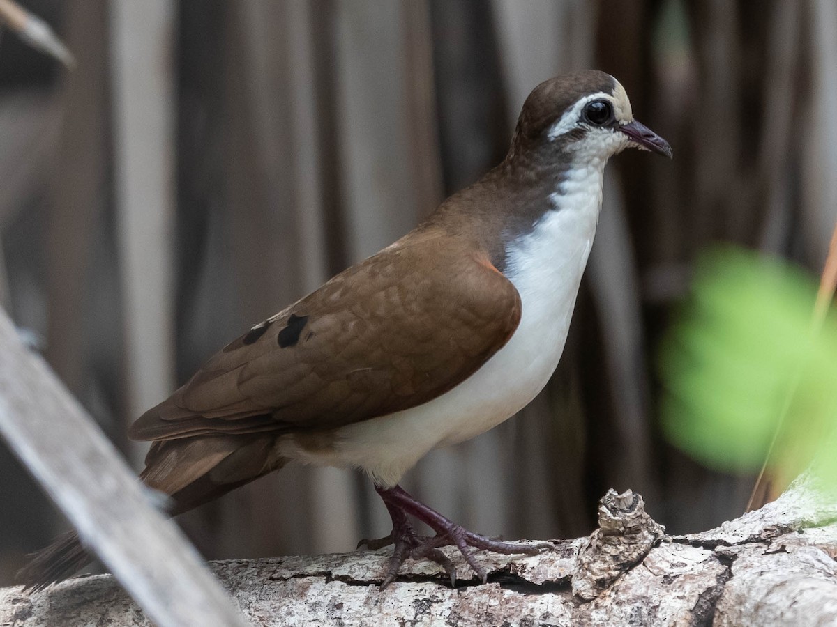 Tambourine Dove - ML543238641