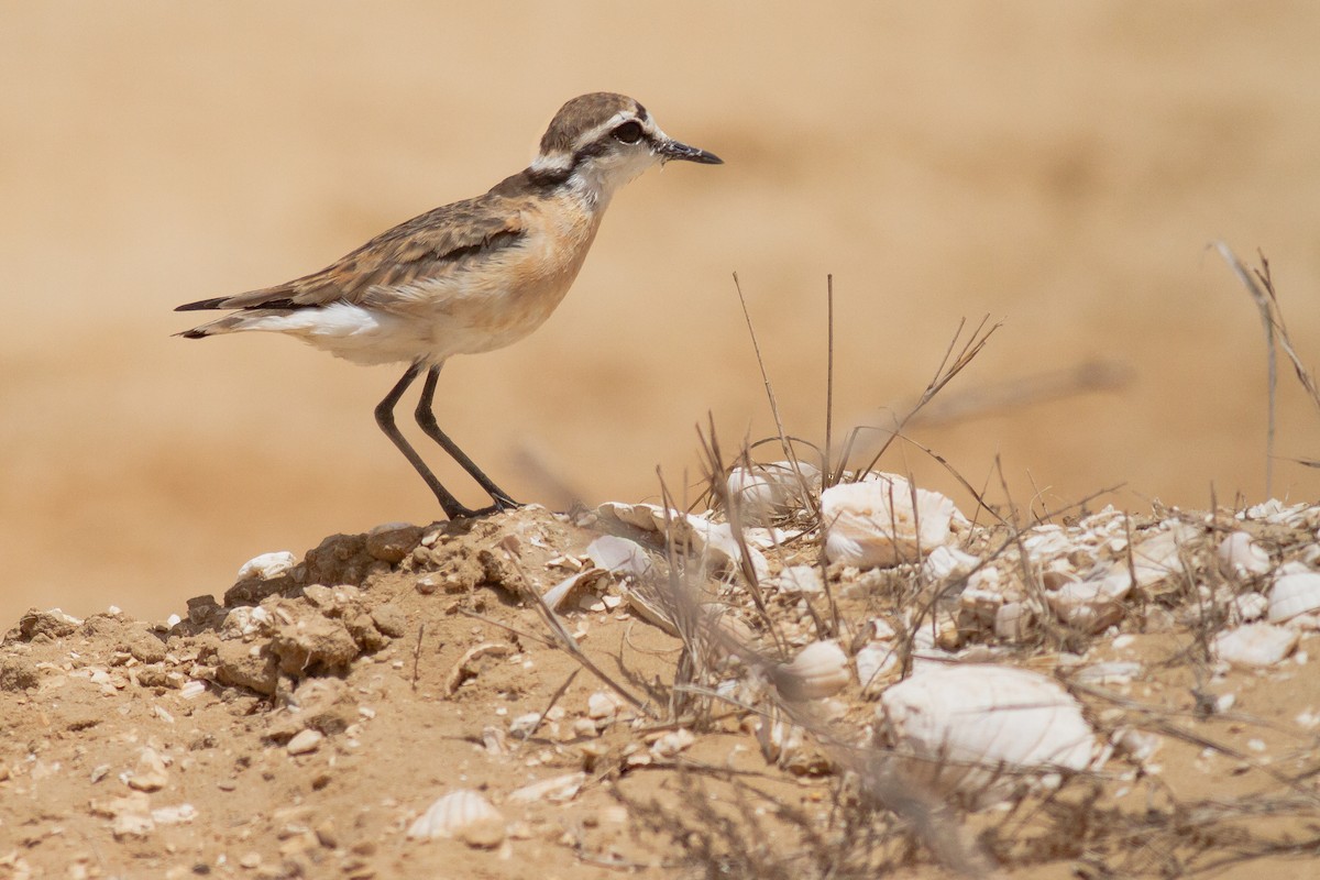 Kittlitz's Plover - Frédéric Bacuez