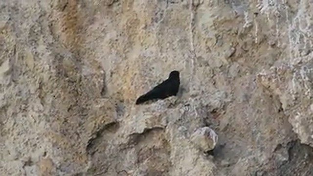 Yellow-billed Chough - ML543240101