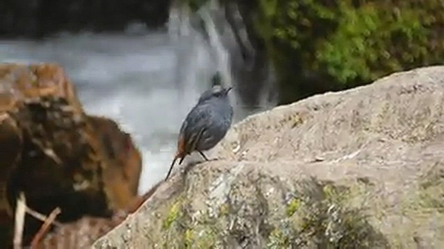 Plumbeous Redstart - ML543241261