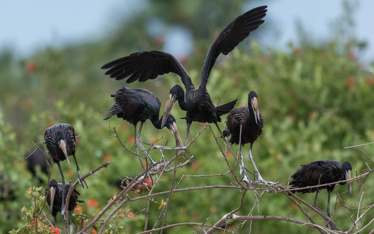 African Openbill - ML543241361