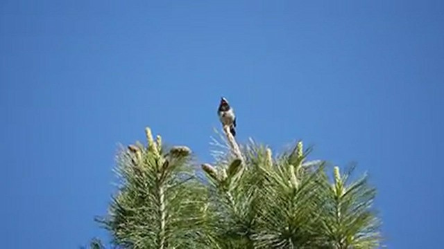 Himalayan Rubythroat - ML543241531