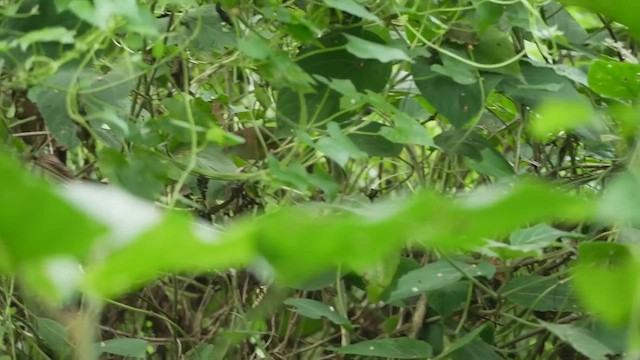 Abbott's Babbler - ML543241631