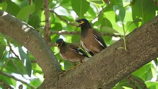 Common Myna - ML543243051