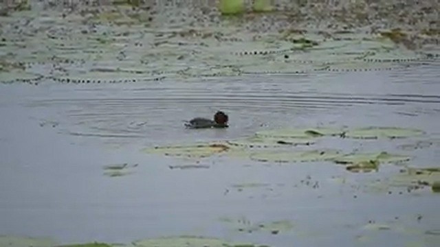 Хурган шунгуур - ML543243381
