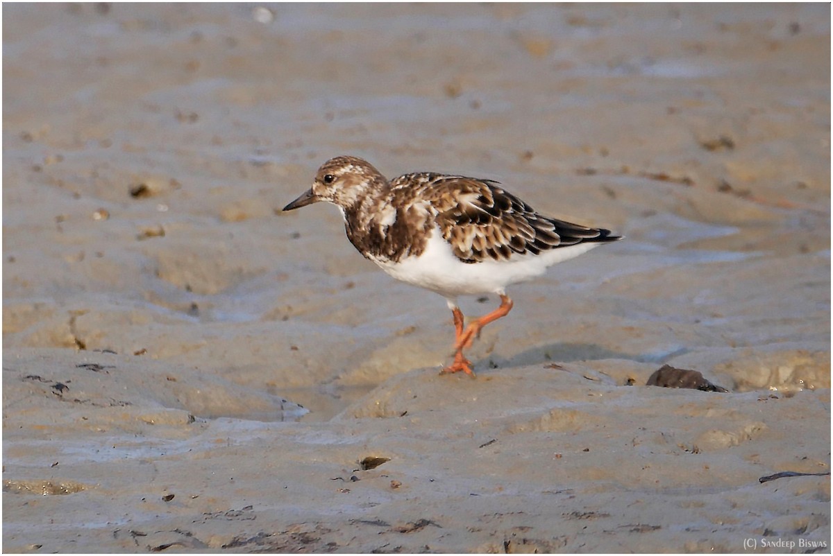 Ruddy Turnstone - ML543244491