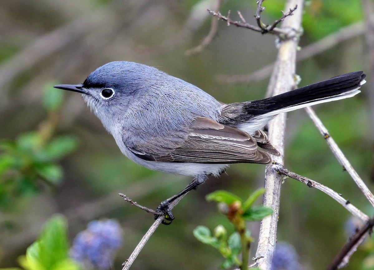 Blue-gray Gnatcatcher - ML54324671