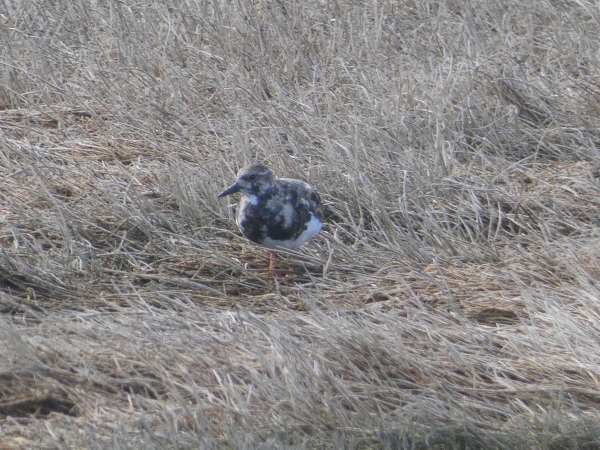 Ruddy Turnstone - ML543246711