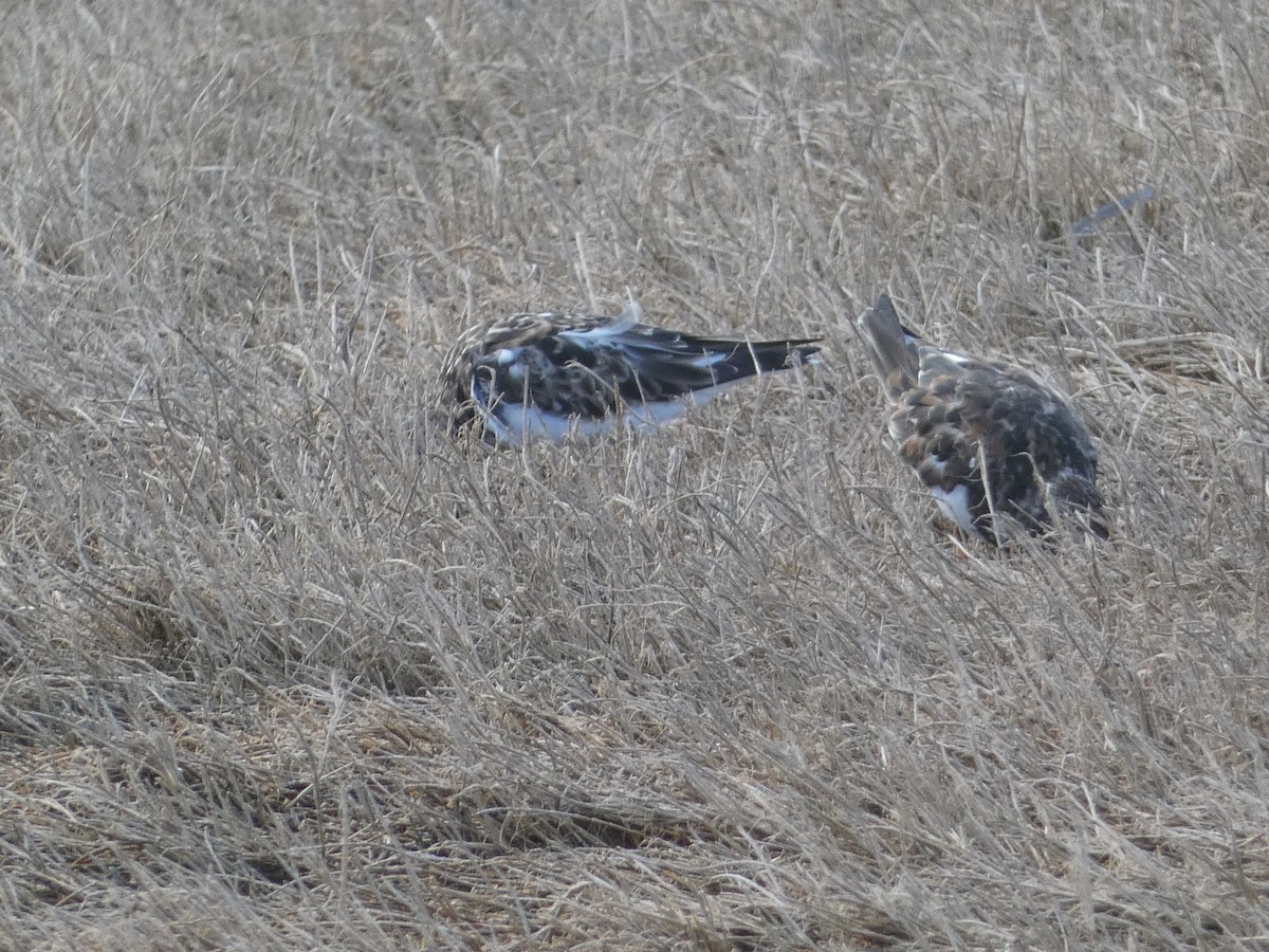 Ruddy Turnstone - ML543246721