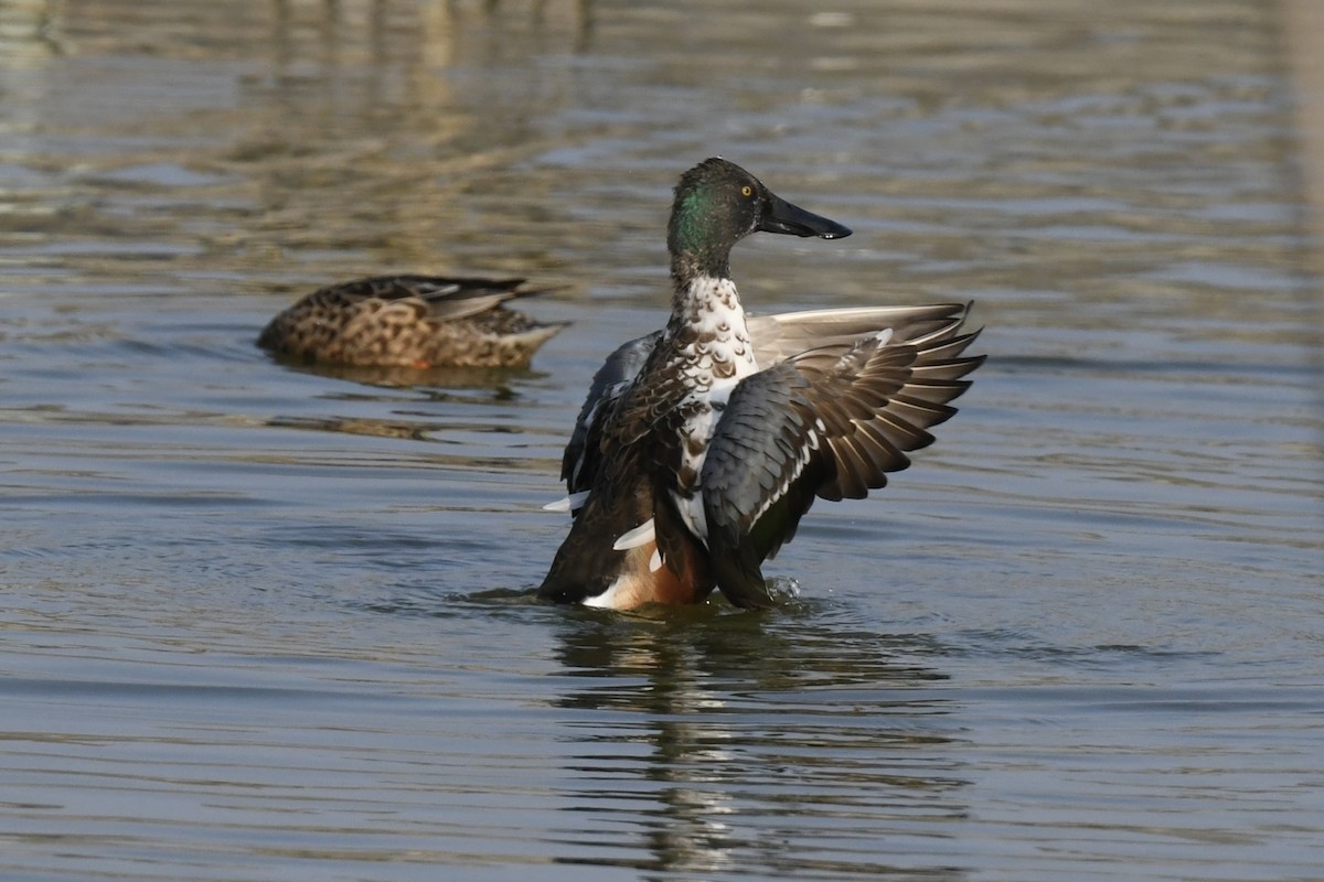 Northern Shoveler - ML543246761