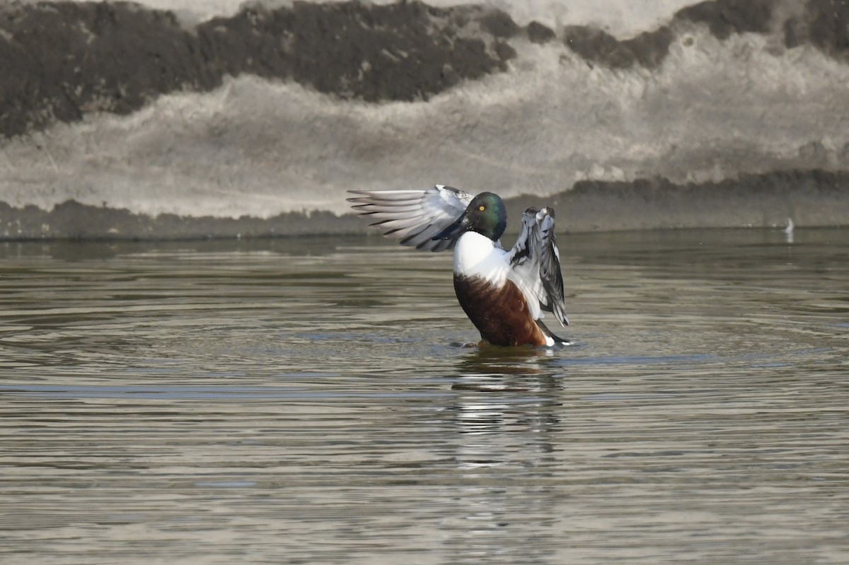 Northern Shoveler - ML543246771