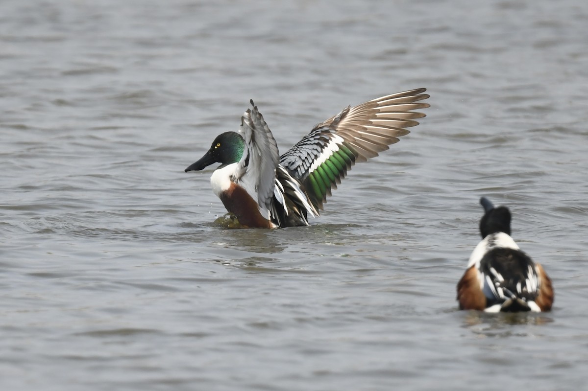 Northern Shoveler - ML543248481