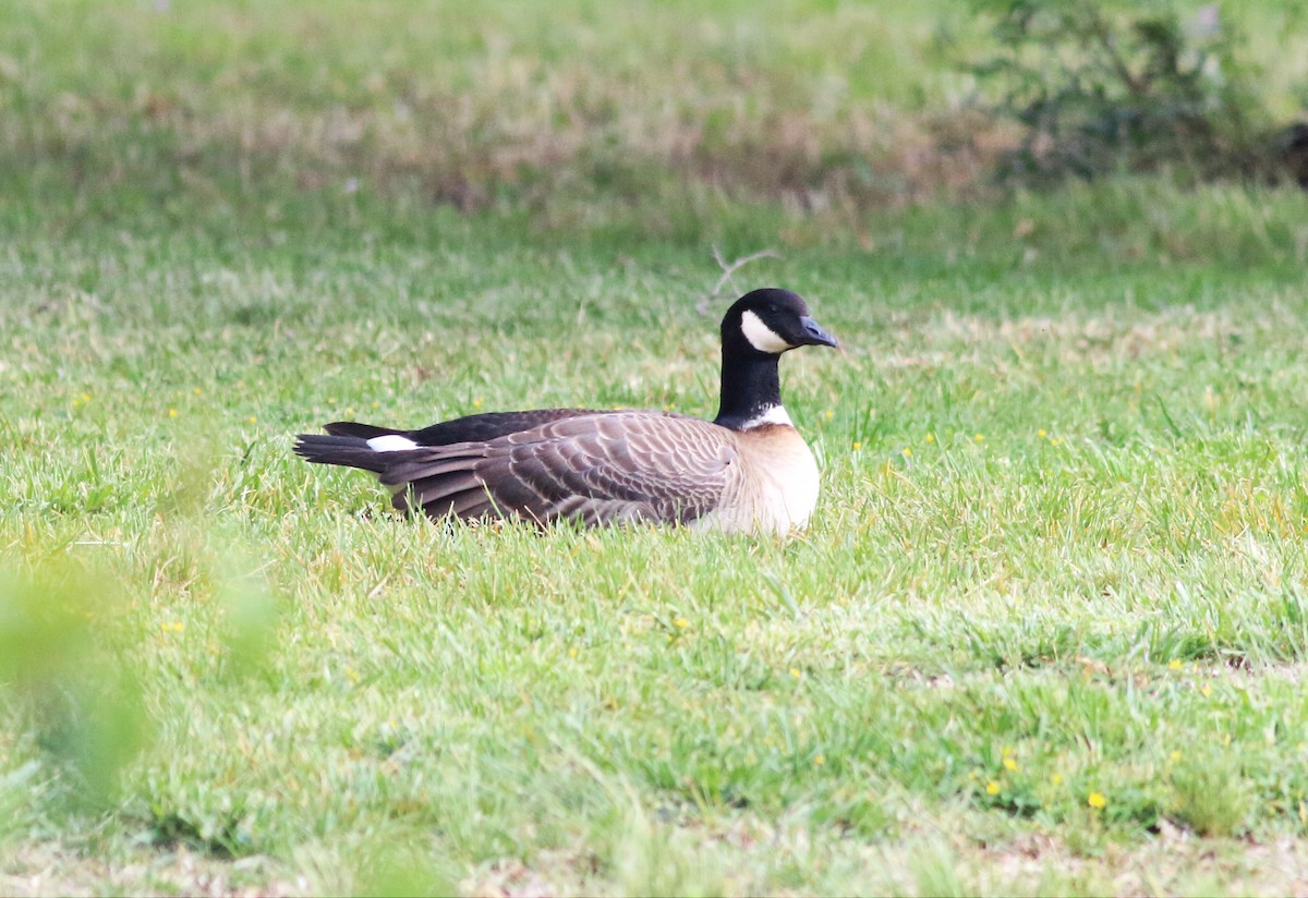 Gıdaklayan Kaz (leucopareia) - ML54324861