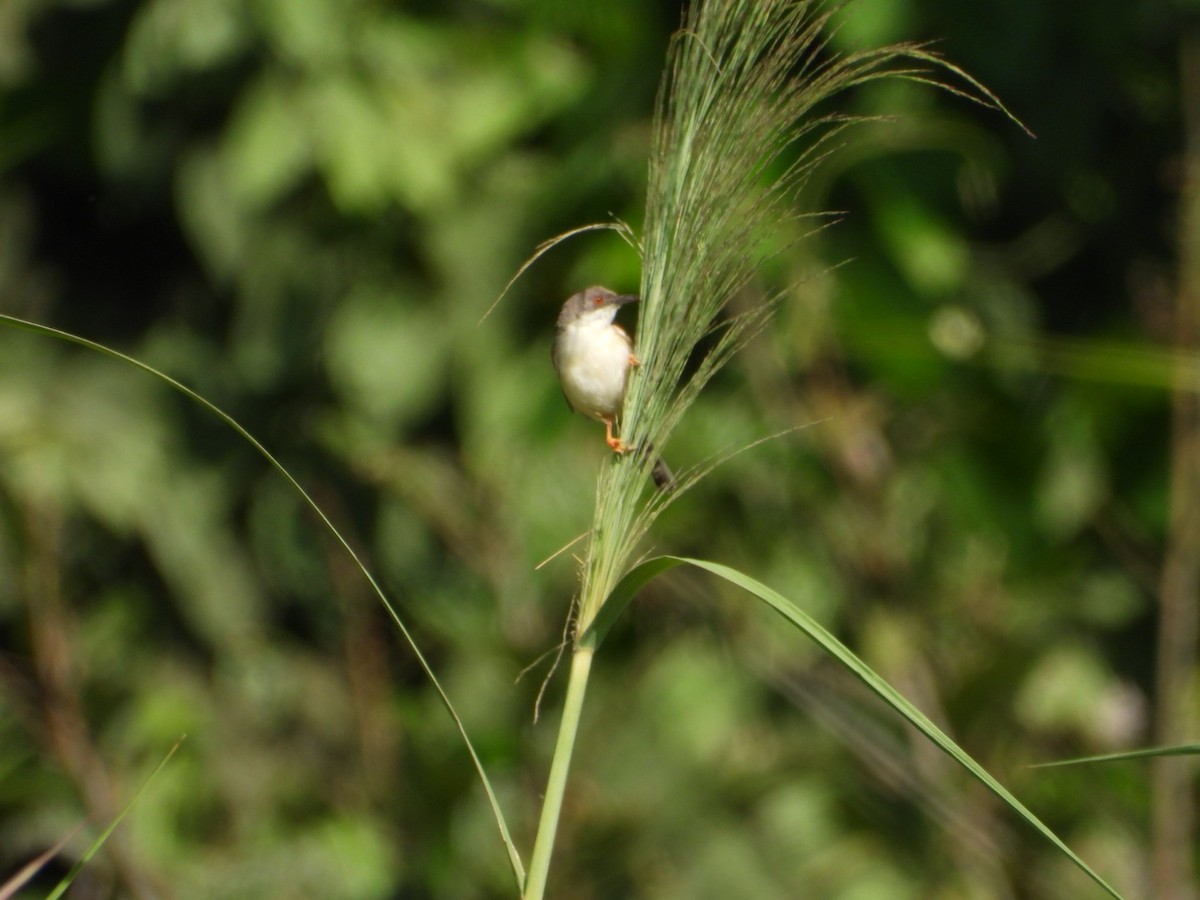 Red-winged Prinia - ML543248681