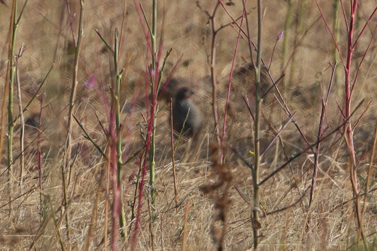 Rock Bush-Quail - ML543249171