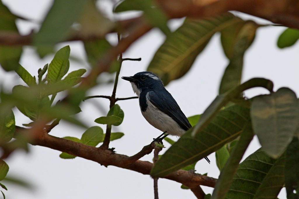 Ultramarine Flycatcher - ML543249731