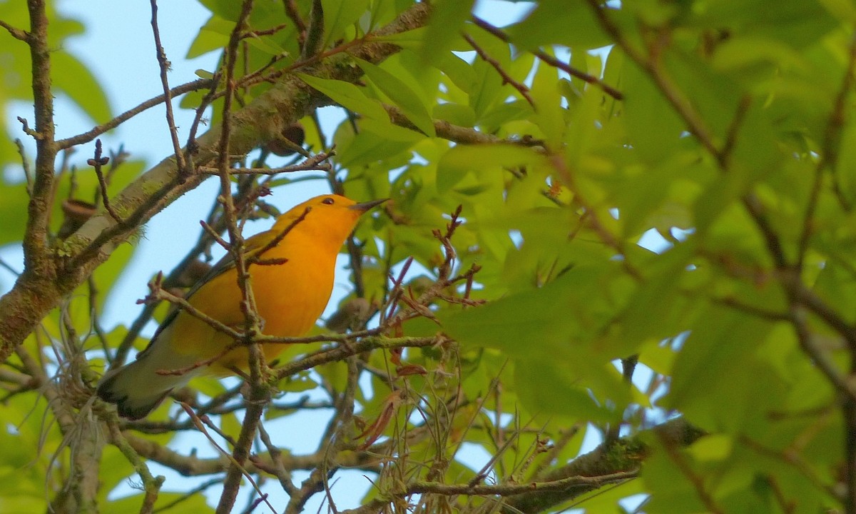 Prothonotary Warbler - ML54324981