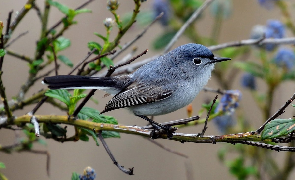 Blue-gray Gnatcatcher - Keith Leland