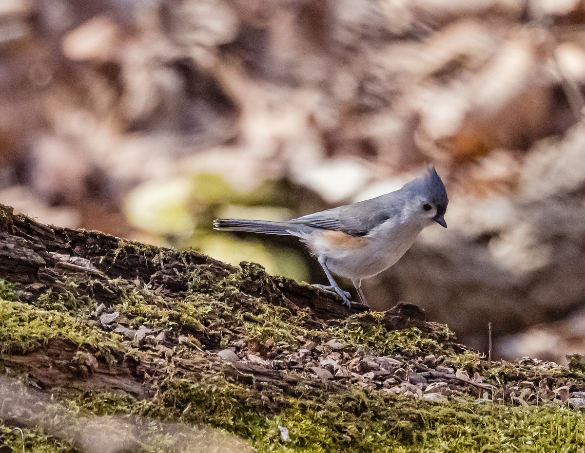 Tufted Titmouse - Mike Murphy