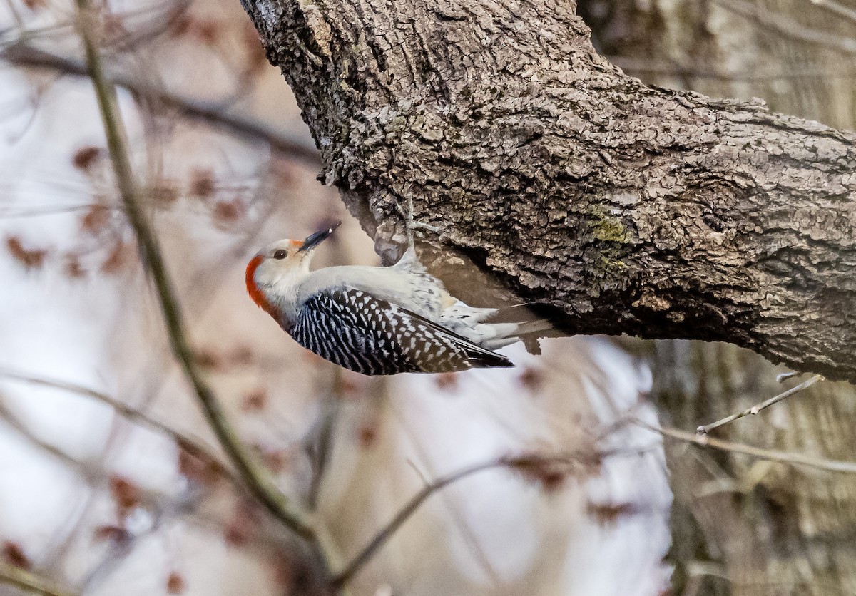 Red-bellied Woodpecker - ML543251141