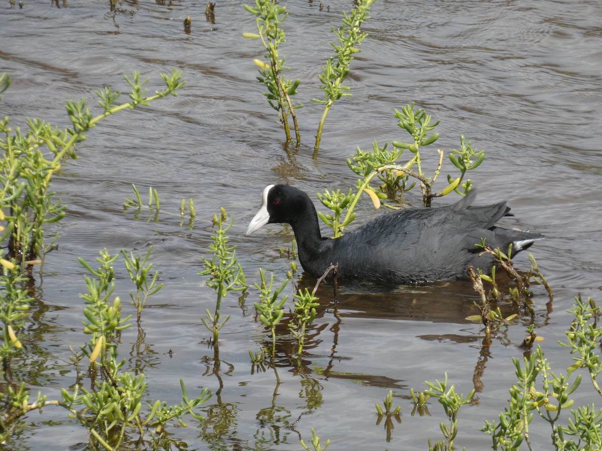 Hawaiian Coot - ML543251411