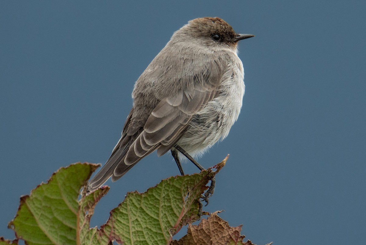 Dark-faced Ground-Tyrant - ML543251721