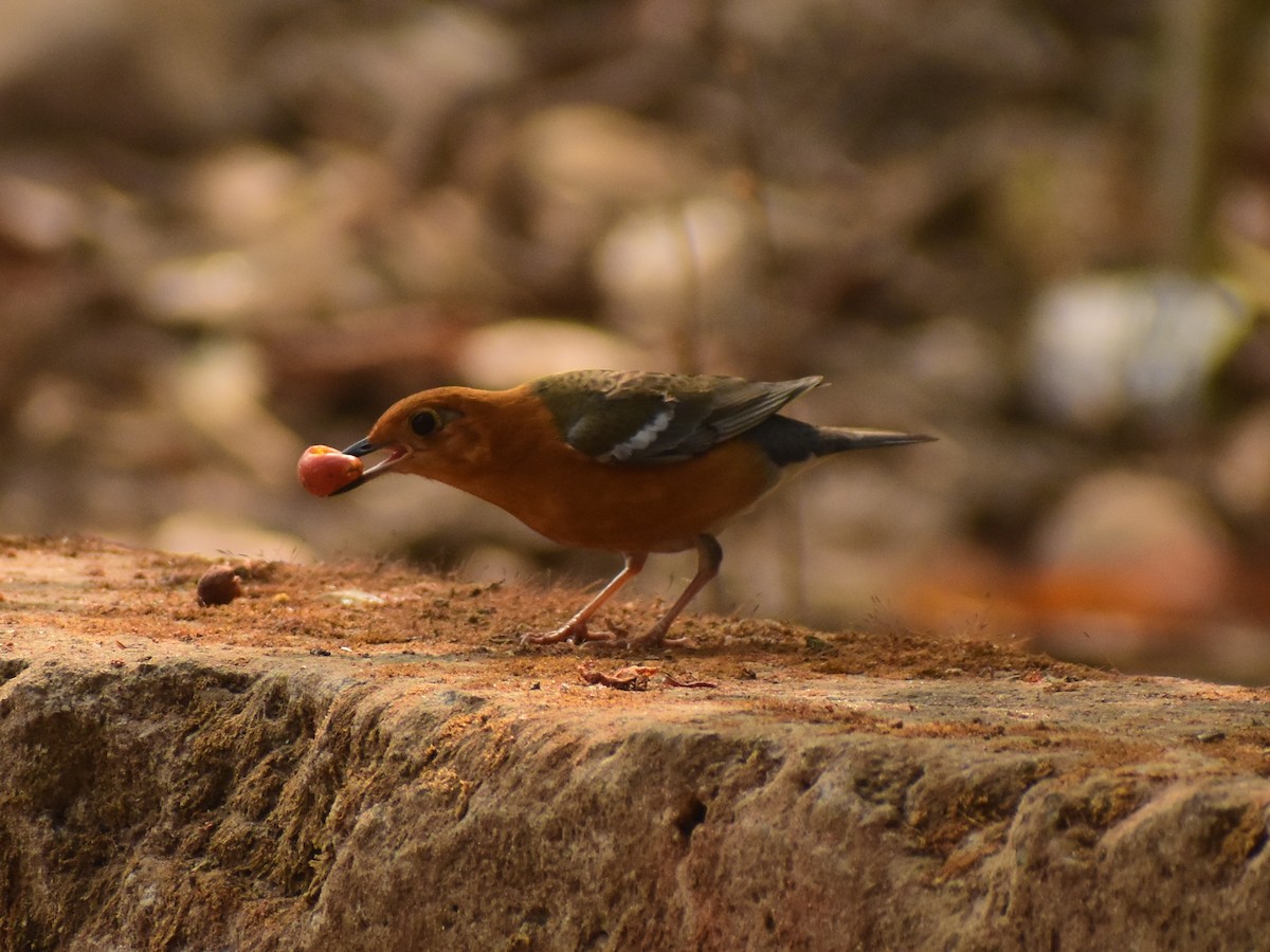 Orange-headed Thrush - JOEL J MATHEW