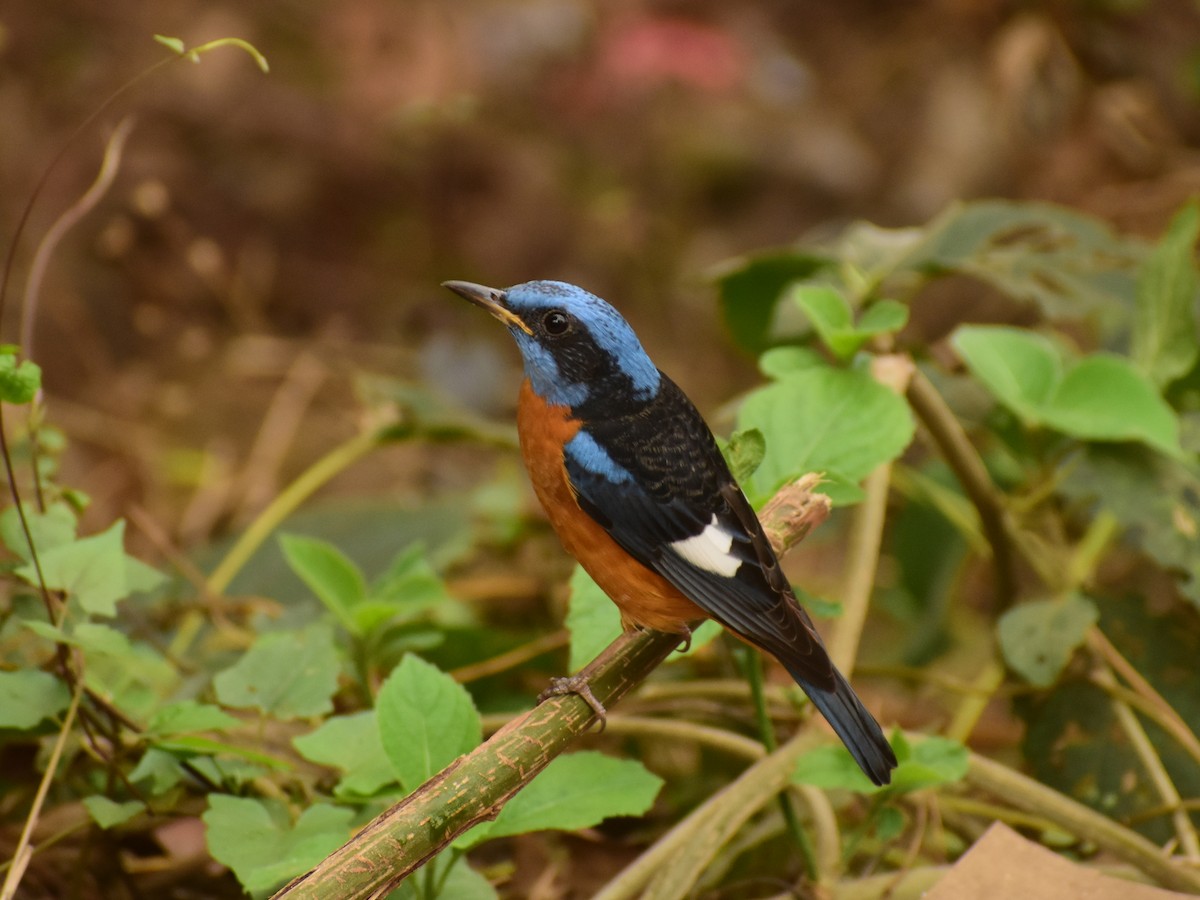 Blue-capped Rock-Thrush - JOEL J MATHEW