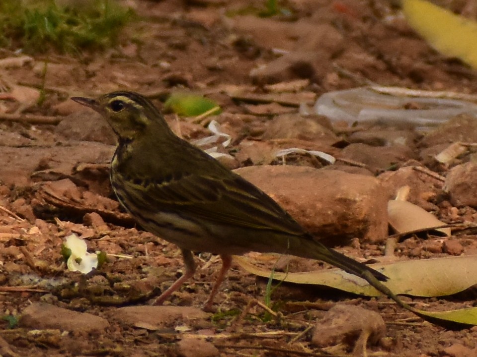 Olive-backed Pipit - JOEL J MATHEW