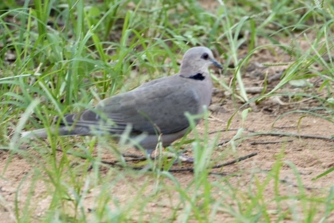 Ring-necked Dove - ML543256061