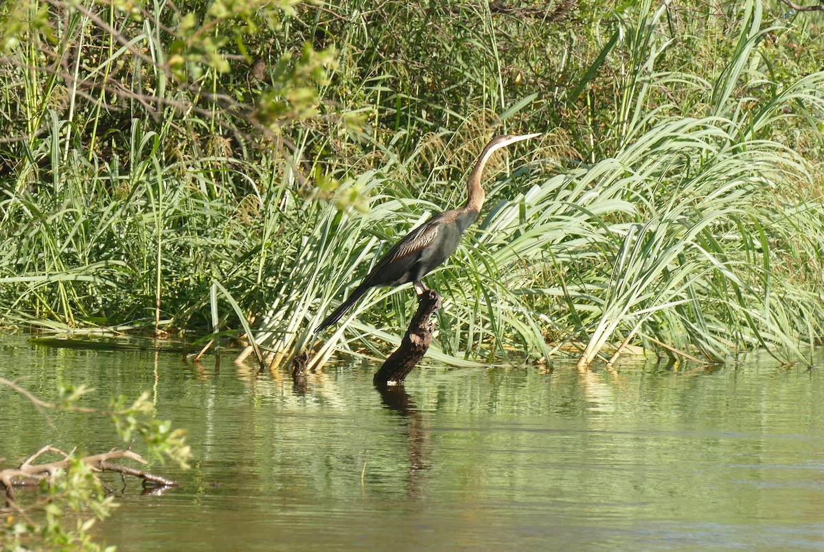 Anhinga d'Afrique - ML543256631