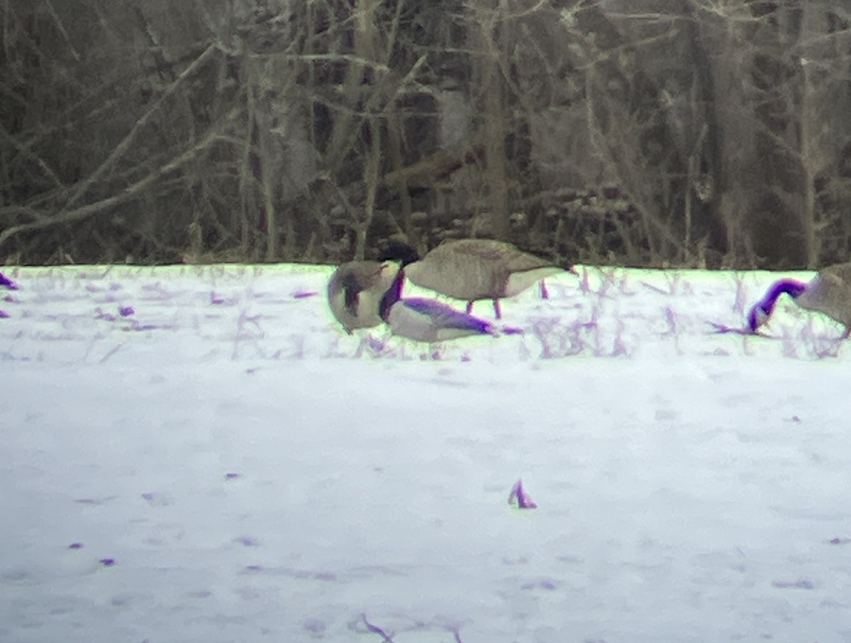 Barnacle Goose - ML543256721