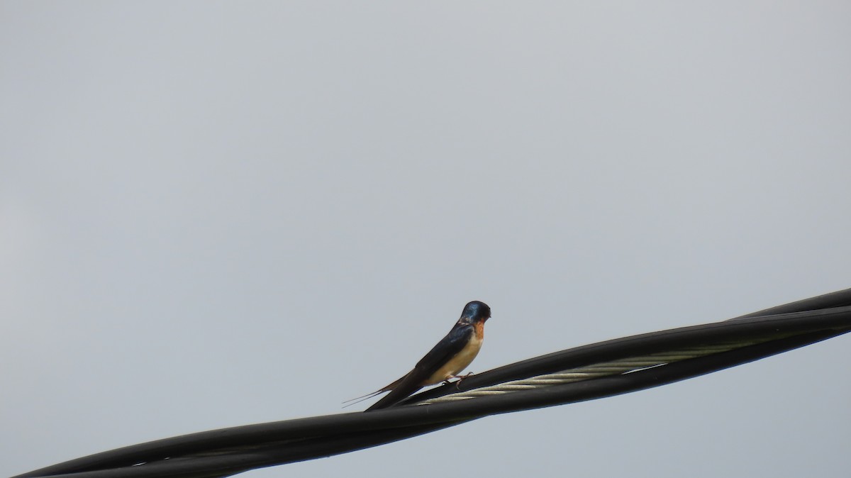 Barn Swallow - ML543257261