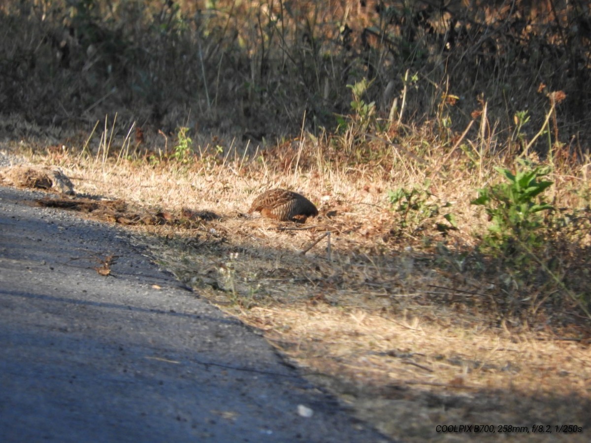 Jungle Bush-Quail - Prem Prakash Garg