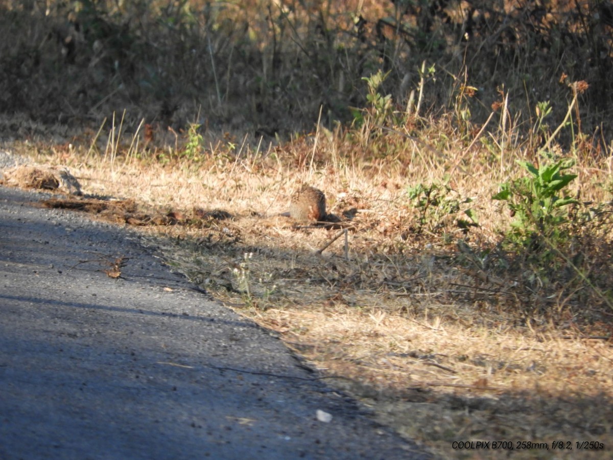 Jungle Bush-Quail - Prem Prakash Garg