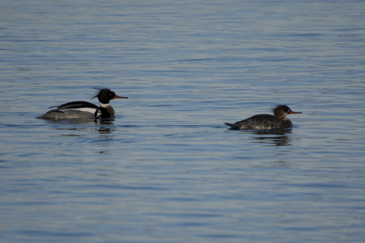 Red-breasted Merganser - ML54325981