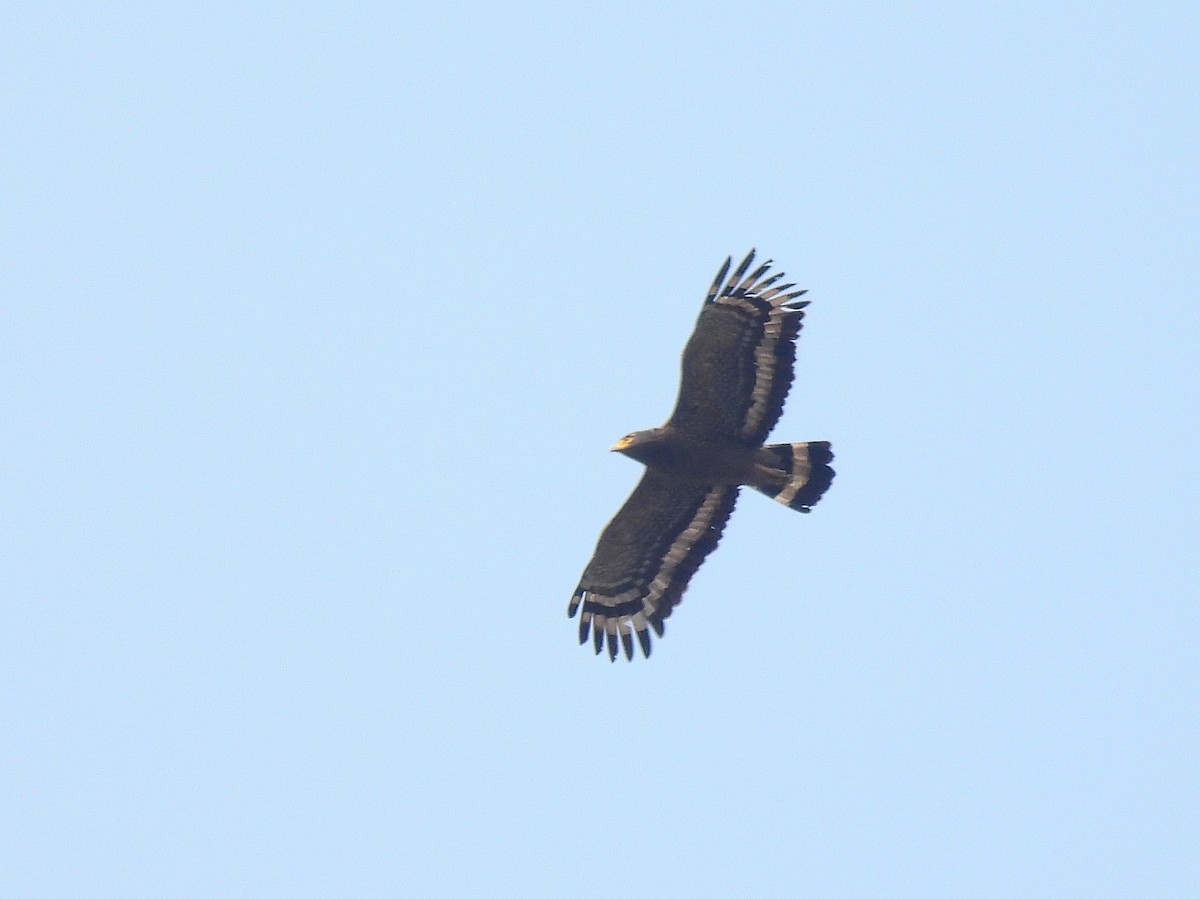Crested Serpent-Eagle - ML543259961