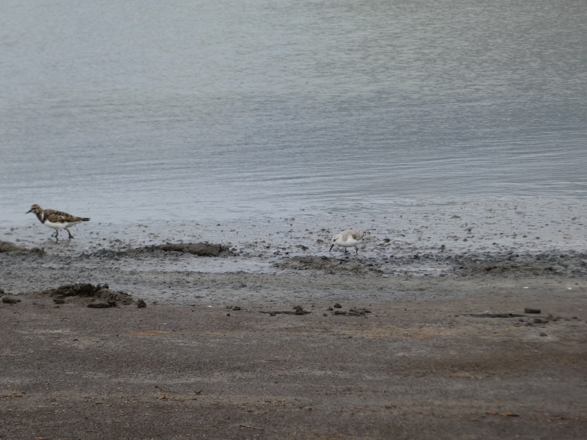 Bécasseau sanderling - ML543260121