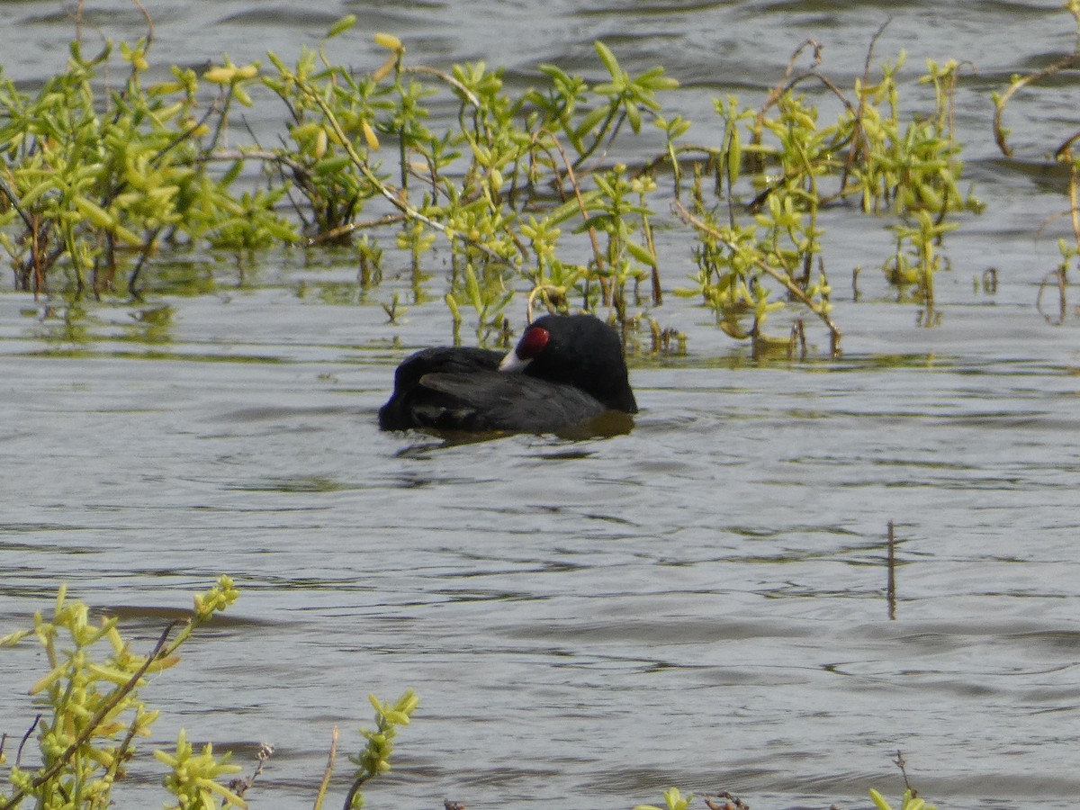 Hawaiian Coot (Red-shielded) - ML543260641