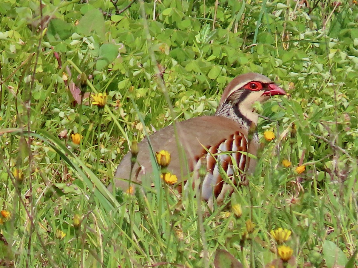 Red-legged Partridge - ML543260661