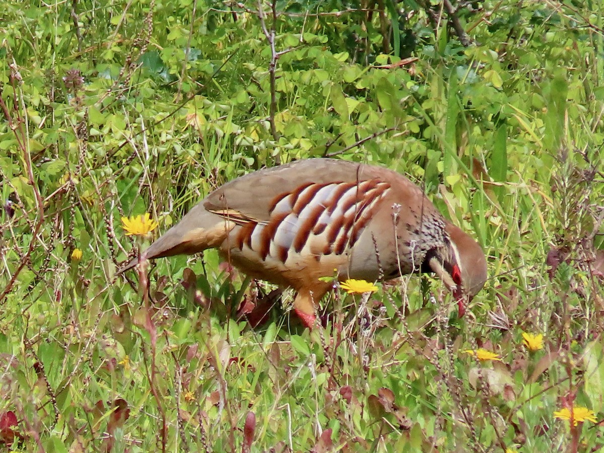 Red-legged Partridge - ML543260731