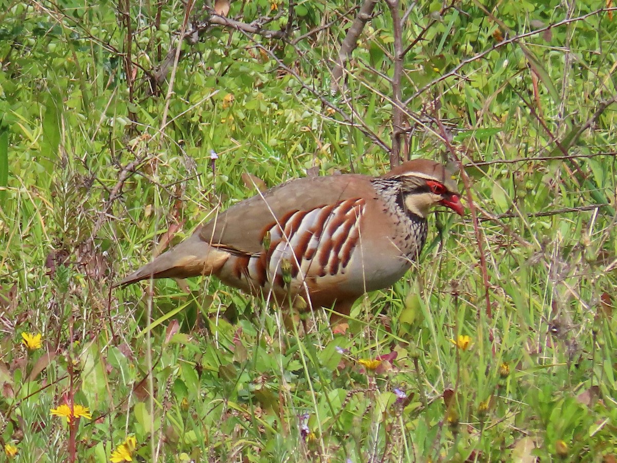 Red-legged Partridge - ML543260741