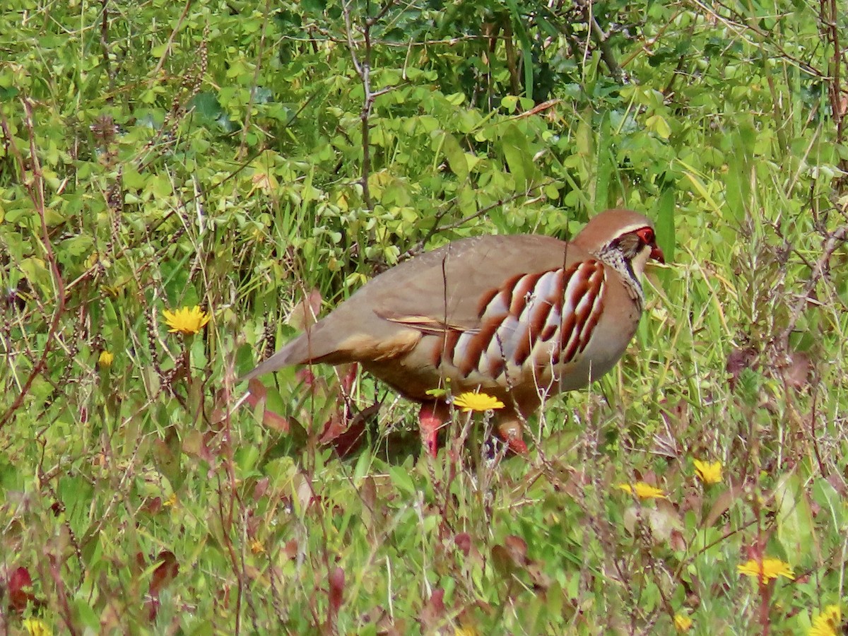 Red-legged Partridge - Greg Vassilopoulos